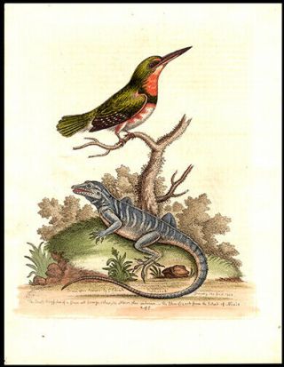1758 The King - Fisher & Blue Lizard Edwards Copper Plate Engraving Hand - Colored