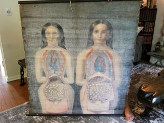1855 Anatomical Wall Chart Anatomy Physiology Women Handpainted Medical Ny