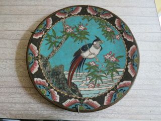 19th Century Japanese Cloisonne Bronze Plate - Exotic Bird
