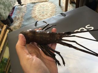 Rare Japanese Copper Jizai Okimono Early 20th C Articulated Lobster 3