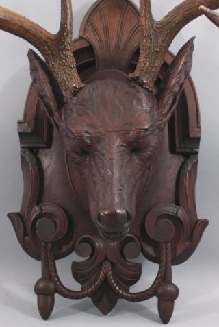 19th Antique Life Size Carved Walnut Black Forest Stag Deer Head,  Victorian,  NR 4