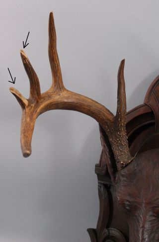 19th Antique Life Size Carved Walnut Black Forest Stag Deer Head,  Victorian,  NR 6