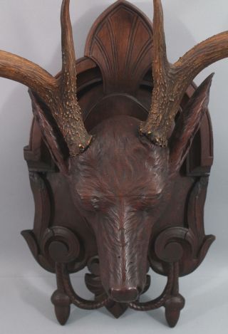 19th Antique Life Size Carved Walnut Black Forest Stag Deer Head,  Victorian,  NR 7