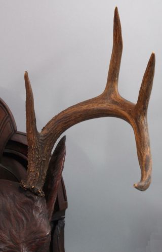 19th Antique Life Size Carved Walnut Black Forest Stag Deer Head,  Victorian,  NR 8