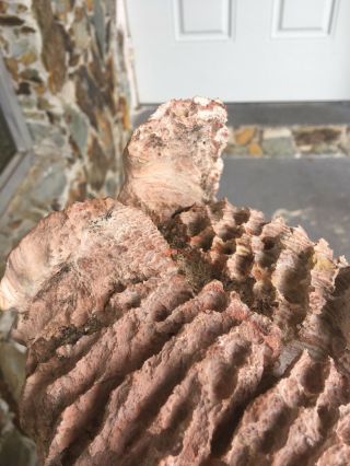 RARE Antique Indian head soft basalt rock - 11