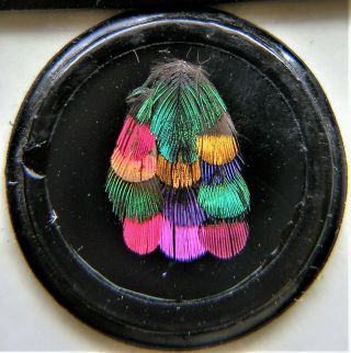 Antique Norman Microscope Slide,  Of Arranged Hummingbird Feathers