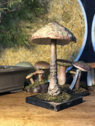 Vintage Parasol Mushroom School Educational Model 1960s Toadstool Fungi
