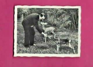 Adolf Hitler German Postcard Circa 1940 - - Feeding Fawns - - The Animal Lover