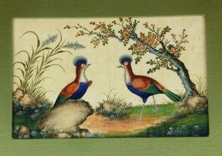 Antique 19th Century Chinese Pith Painting - Exotic Birds Watercolour - Rice Paper 3