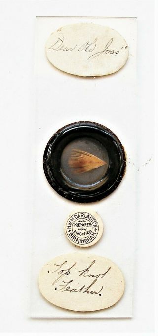 Antique Microscope Slide By Darlaston Of Top Knot Feather Of " Old Joss "