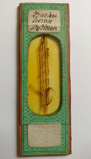Very Fine Antique Microscope Slide " Trachea Larva Dytiscus " Water Beetle
