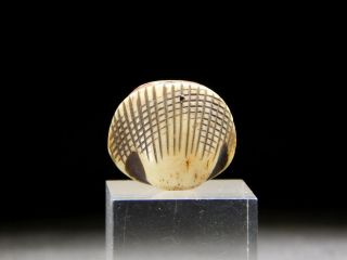 FINE Carving Clam OJIME Bead NETSUKE 19thC Japanese Edo Antique for INRO 2
