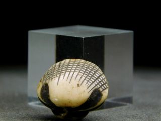 FINE Carving Clam OJIME Bead NETSUKE 19thC Japanese Edo Antique for INRO 8