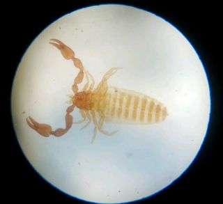 Fine Antique Microscope Slide " Chelifer Cancroides " Pseudo Scorpion By J.  Adams