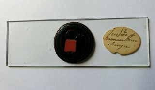 Antique Deep Cell Microscope Slide " Surface Of Human Finger "