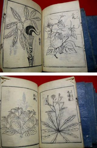 2 - 25 Japanese JIKIN flower botanical Woodblock print 8 BOOK 9