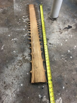 Antique Sawfish Rostrum Bill Taxidermy 36 5/8 Long.