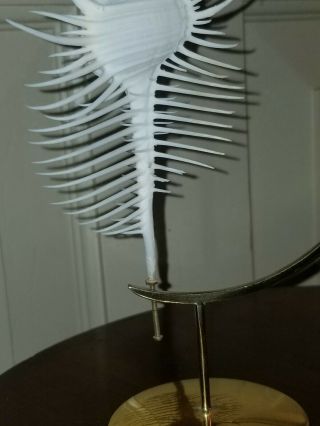 RARE VINTAGE 1970 ' S MARGUERITE STIX SHELL & BRASS SCULPTURE VENUS COMB MUREX 7