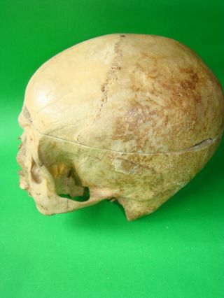 ANTIQUE SCIENTIFIC MEDICAL SKULL ANATOMICAL MODEL 4