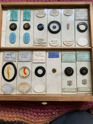 Tray 6 Antique Victorian Microscope Slides Butterfly Etc Rare Moth,  More