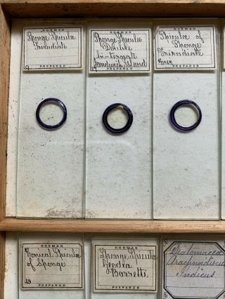 Tray 5 Antique Microscope Slides Norman Diatoms Various old rare set 2