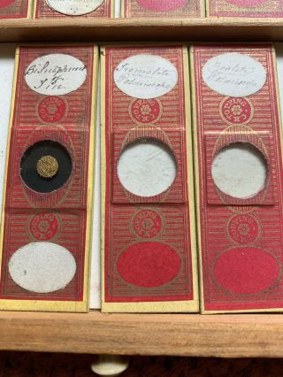 Tray 3 Antique Microscope Slides 9 in total by C.  M.  Topping old rare various 3