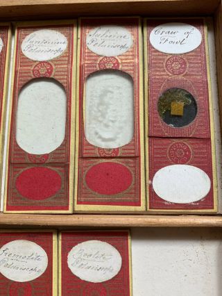 Tray 3 Antique Microscope Slides 9 in total by C.  M.  Topping old rare various 4