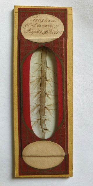 Fine Antique Microscope Slide " Trachea Of Larva Of Hydrophilus " By Topping