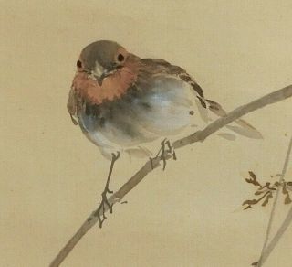 I442: Japanese Hanging Scroll.  Little Bird On Branch By Famous Kado Kawabe.