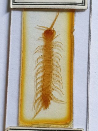 Fine Antique Whole Insect Microscope Slide " Centipede " By Flatters & Garnett