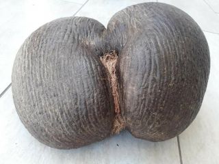 Coco De Mer Giant.  Only From The Seychelles