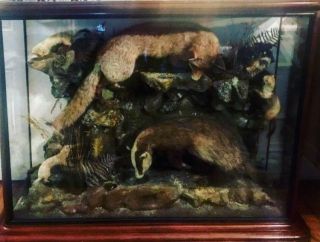 Monumental Victorian Antique Taxidermy Case English Country Vintage Home Decor