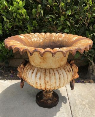 Monumental Antique Vintage French Cast Iron Fluted Lion Head Planter Urn Wow