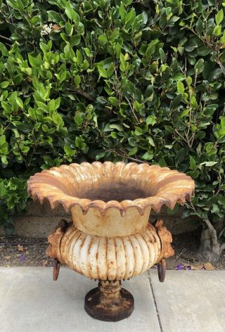 Monumental Antique Vintage French Cast Iron Fluted Lion Head Planter Urn WOW 7