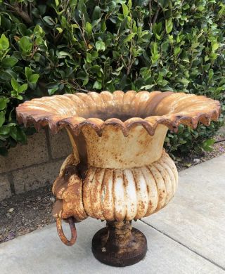 Monumental Antique Vintage French Cast Iron Fluted Lion Head Planter Urn WOW 8