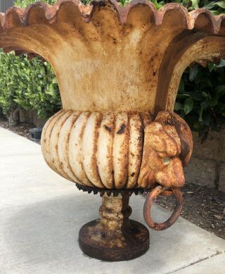 Monumental Antique Vintage French Cast Iron Fluted Lion Head Planter Urn WOW 9