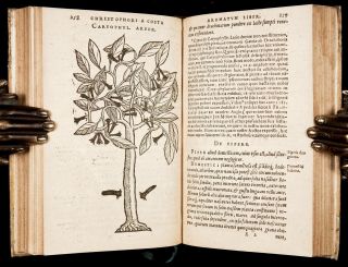 1593 ORTA,  MONARDES & ACOSTA MEDICINAL PLANTS of INDIA & AMERICA Medical Botany 10