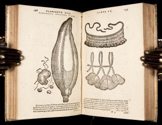 1593 ORTA,  MONARDES & ACOSTA MEDICINAL PLANTS of INDIA & AMERICA Medical Botany 4
