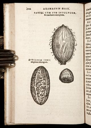 1593 ORTA,  MONARDES & ACOSTA MEDICINAL PLANTS of INDIA & AMERICA Medical Botany 6