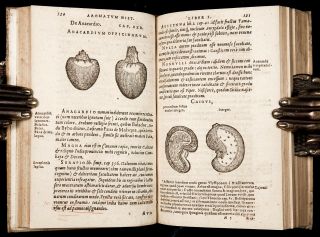 1593 ORTA,  MONARDES & ACOSTA MEDICINAL PLANTS of INDIA & AMERICA Medical Botany 7
