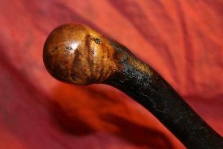 Extraordinary 19th Century Irish Thorn Wood Shillelagh " The Gold Standard "
