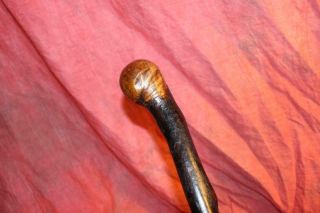 Extraordinary 19th Century Irish Thorn Wood Shillelagh 