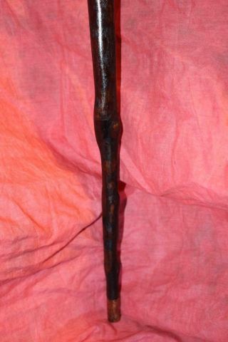 Extraordinary 19th Century Irish Thorn Wood Shillelagh 