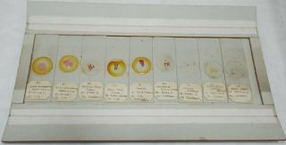 9 X Antique Vintage Pathology Microscope Slides (p)