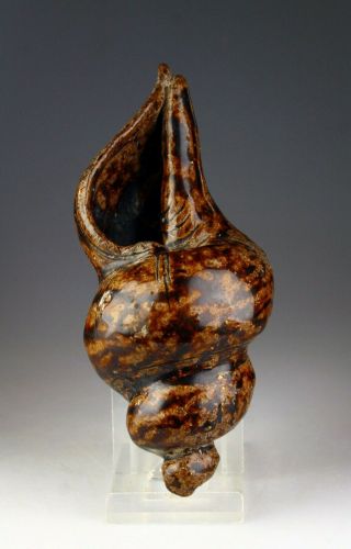 Sc Khmer Or Sawankhalok Pottery Model Of A Conch Shell