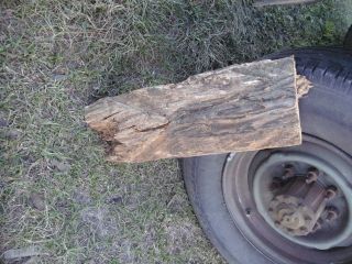 Vintage Long Leaf Pine Lighter Wood Turpentine Cat / Cut Face for getting pine 1 2