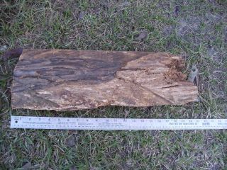 Vintage Long Leaf Pine Lighter Wood Turpentine Cat / Cut Face for getting pine 1 5