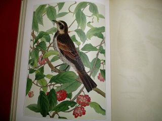 12 - 240 Japanese Bird Prints Large Book