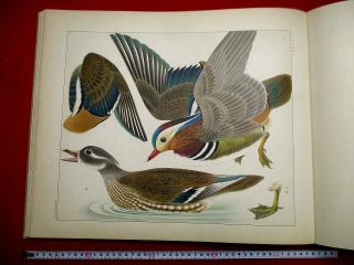 13 - 290 Japanese Bird Prints Large Book