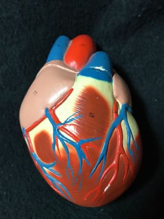 Denoyer Geppert Heart Anatomical Model Cardiac Anatomy